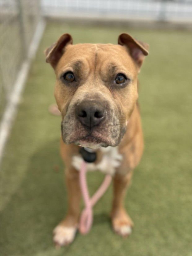 NOVA - Pit Bull Terrier available for adoption