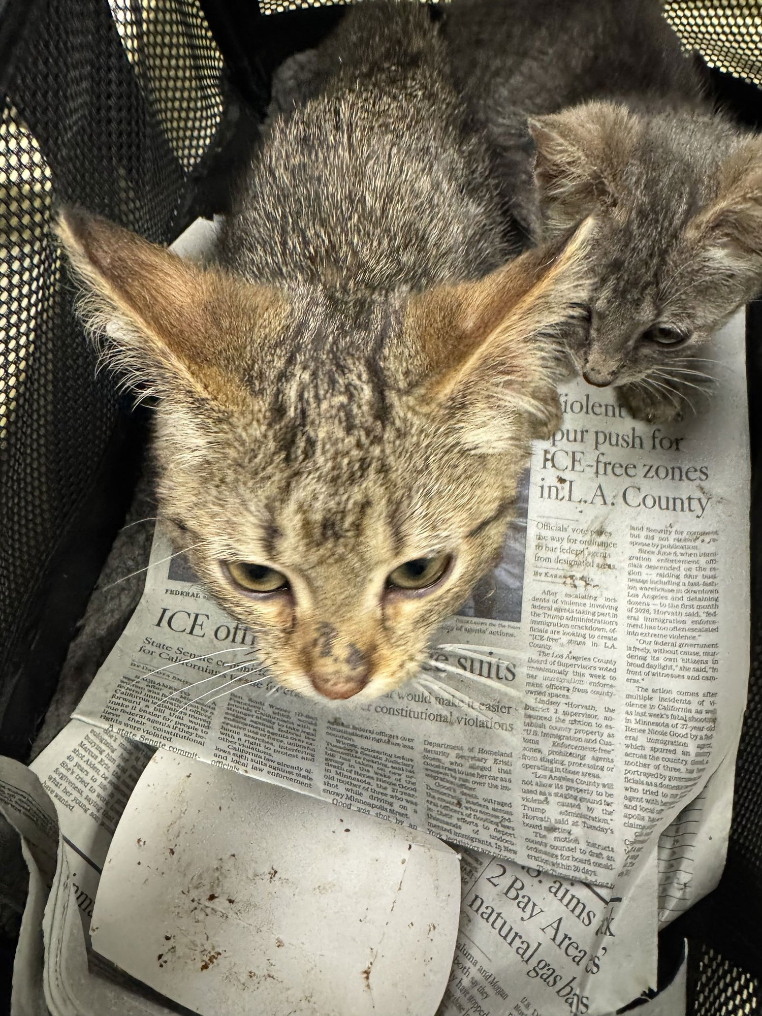 COFFEE - Domestic Short Hair available for adoption