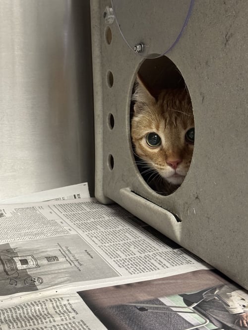 AANG - Domestic Short Hair available for adoption