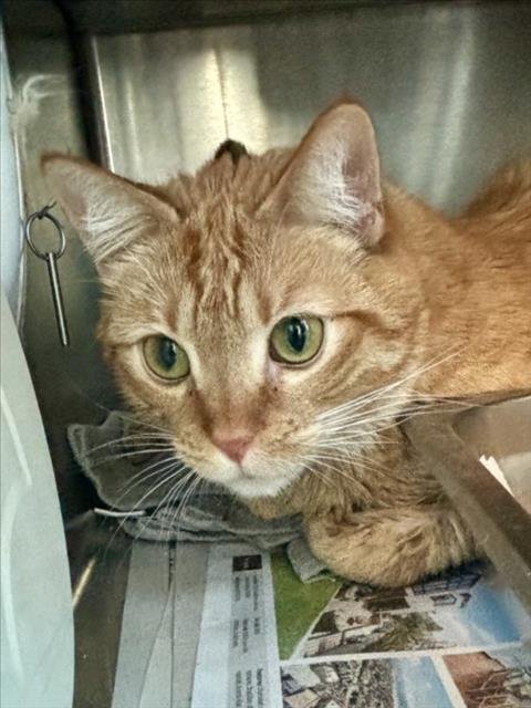 AANG - Domestic Short Hair available for adoption