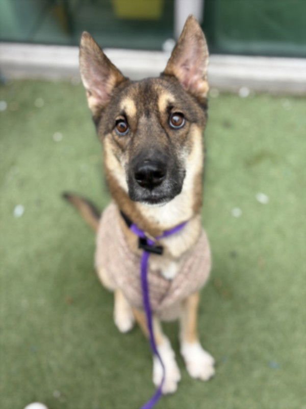 SWEET POTATO - German Shorthaired Pointer available for adoption