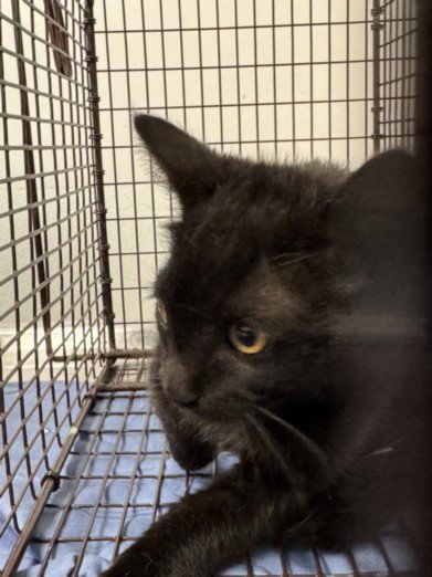 CAPE - Domestic Short Hair available for adoption
