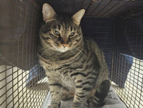 BENTLEY - Domestic Short Hair available for adoption