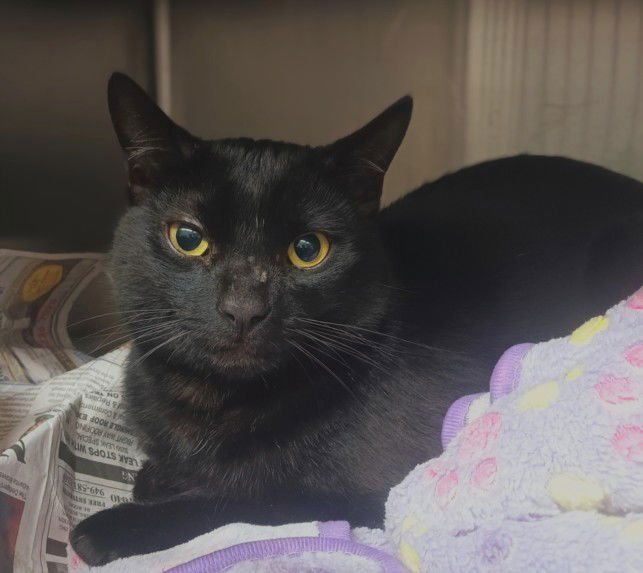 GAMBIT - Domestic Short Hair available for adoption