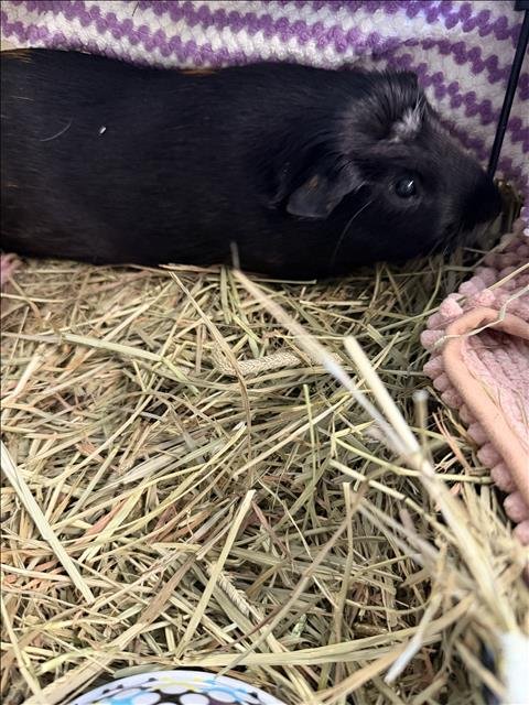 BAE RUTH - Guinea Pig available for adoption