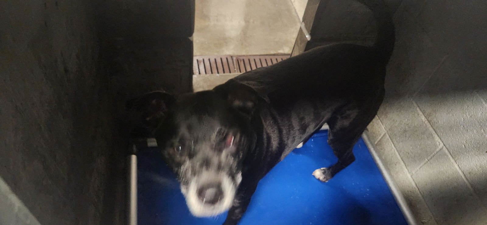 ZOMBIE - Pit Bull Terrier available for adoption