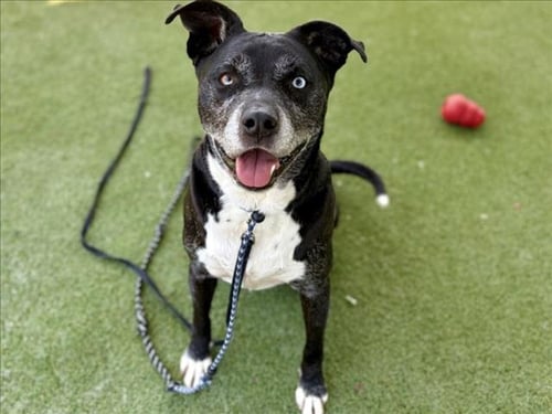 ZOMBIE - Pit Bull Terrier available for adoption