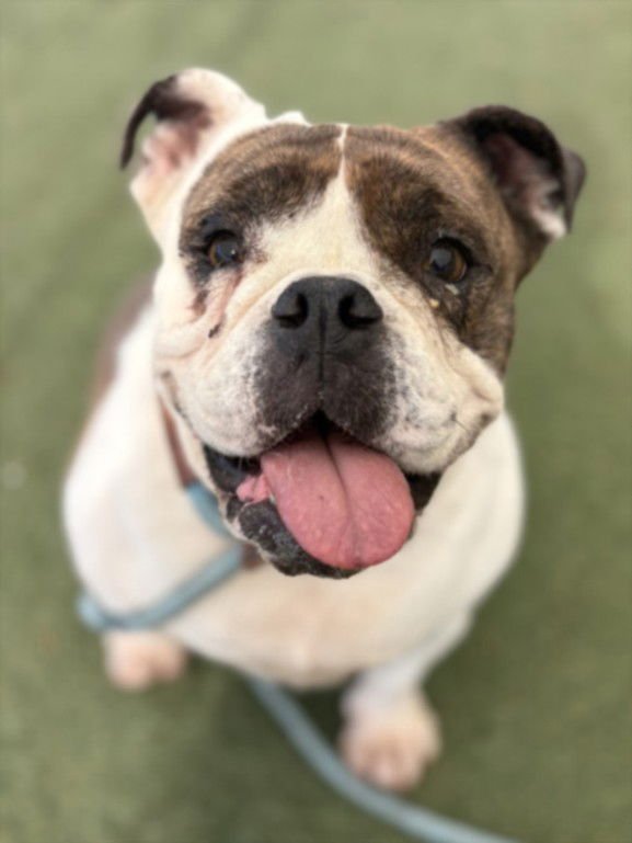 STELLA - English Bulldog available for adoption