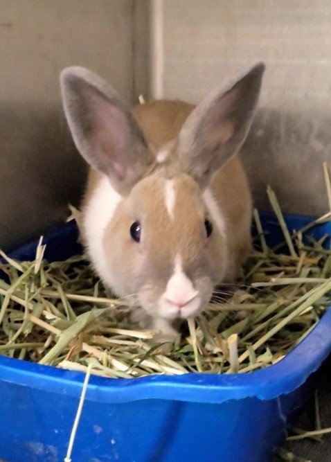DULCE - American available for adoption