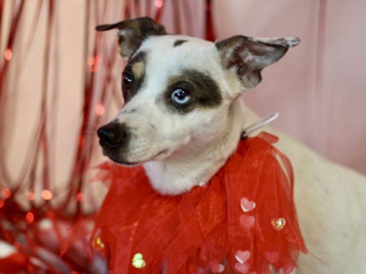 OSCAR - Jack Russell Terrier (Parson Russell Terrier) available for adoption