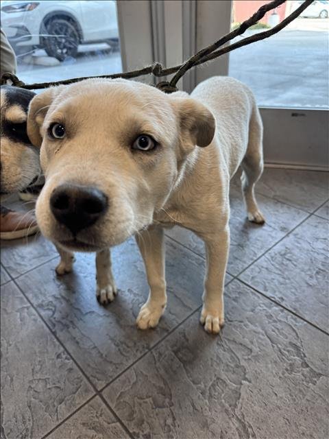 ROB - Husky available for adoption