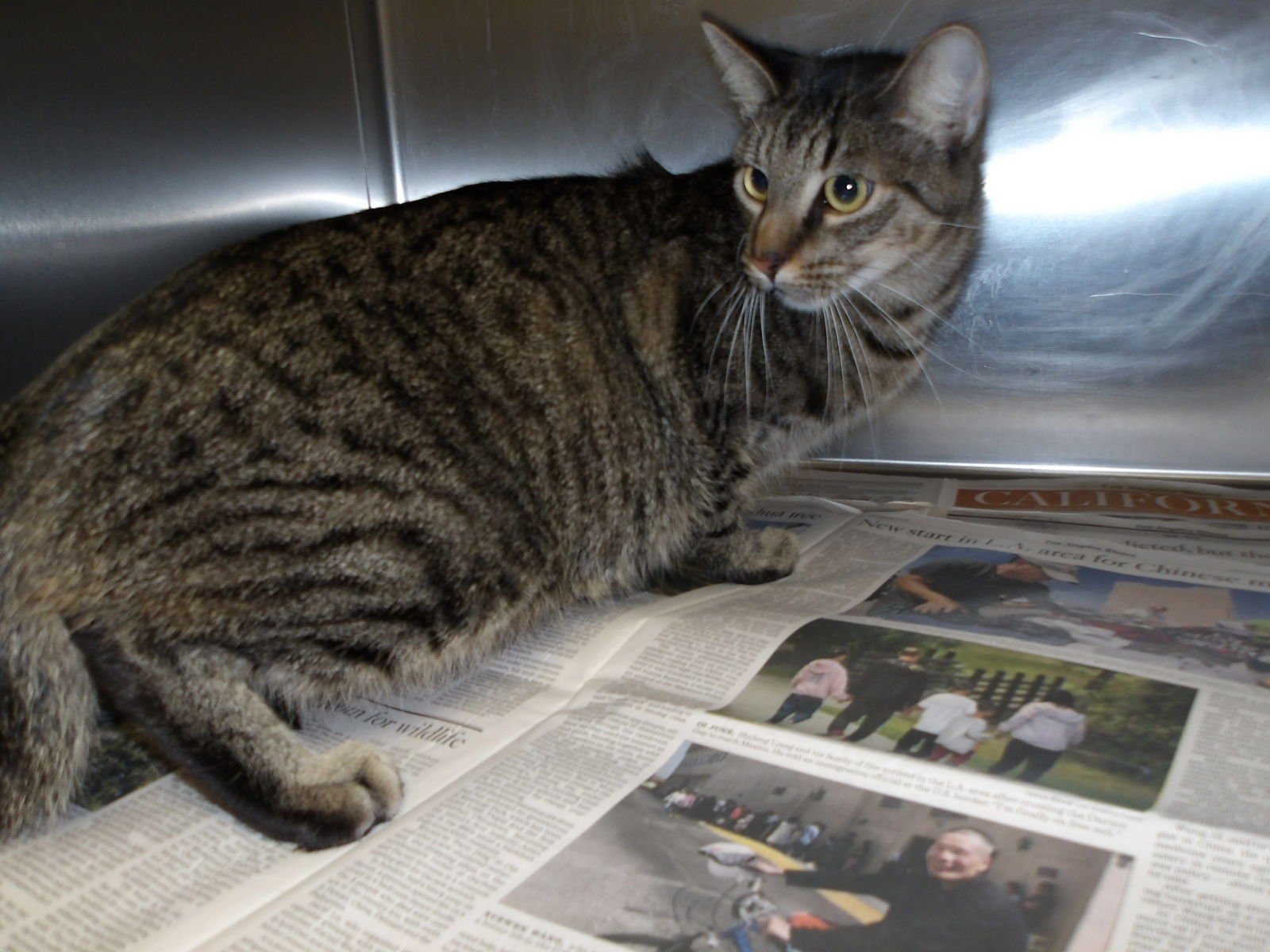 RAFFIE - Domestic Short Hair available for adoption