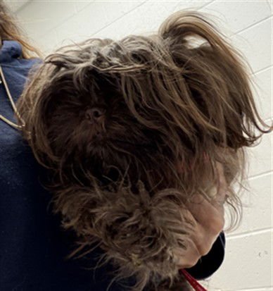 COFFEE - Shih Tzu available for adoption