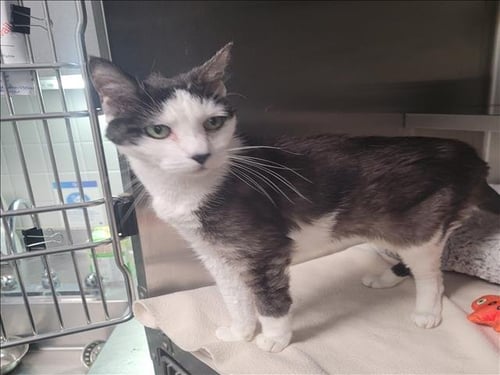 HUCHU - Domestic Short Hair available for adoption