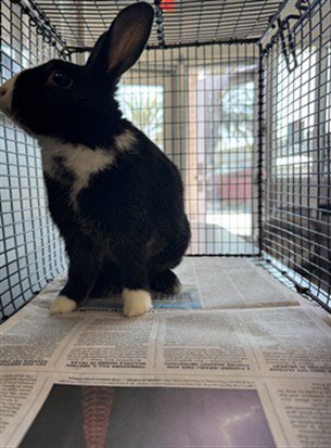 JACKIE - Shorthaired Rabbit available for adoption