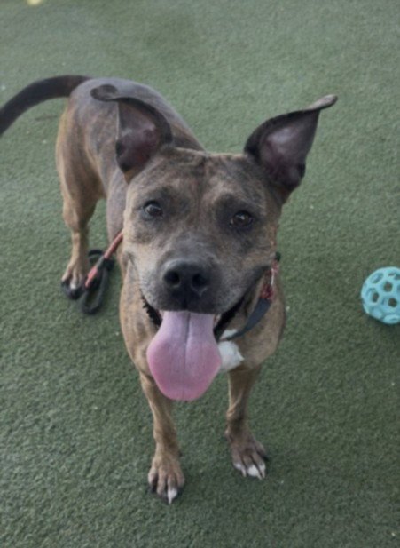 BUTTER SCOTCH - Pit Bull Terrier available for adoption