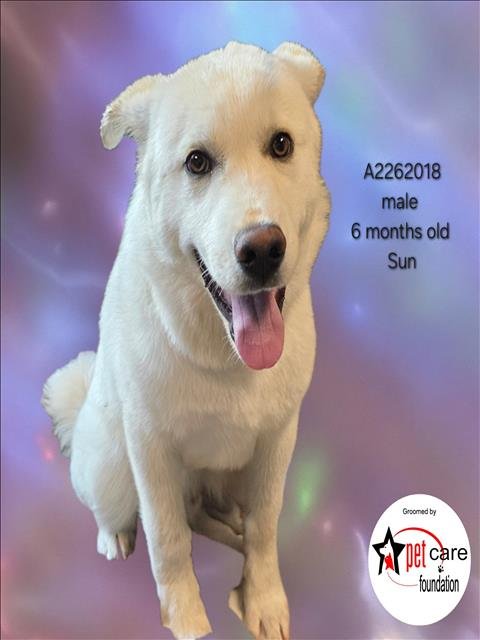 SUN - Golden Retriever / Labrador Retriever available for adoption