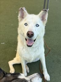 MEGGIE - Photo 1
