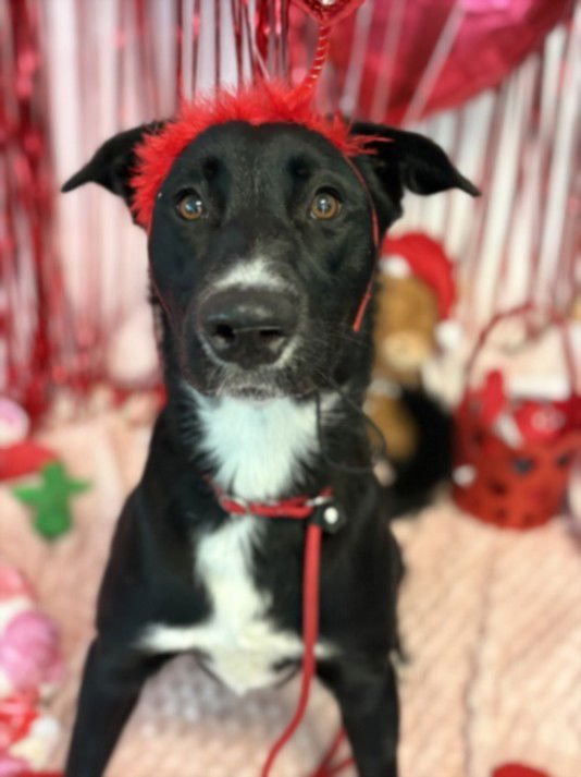 CHUCHA - Labrador Retriever available for adoption