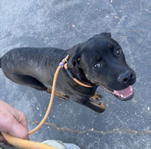 CANYON - Chesapeake Bay Retriever / Rottweiler available for adoption