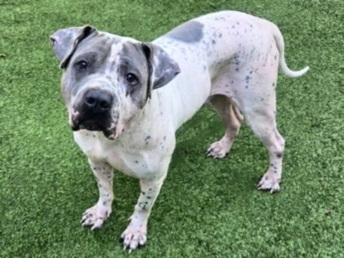 MILO - Pit Bull Terrier available for adoption