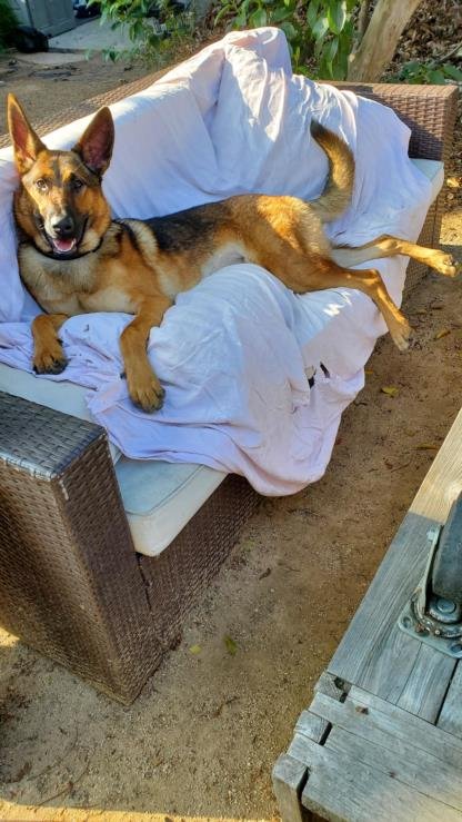 TARA AKA SHINY - German Shepherd Dog available for adoption