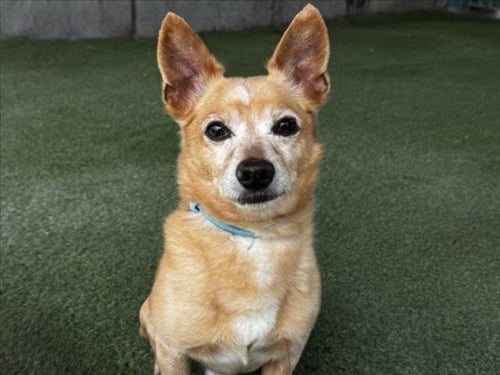 PAUL ANKA - Chihuahua available for adoption