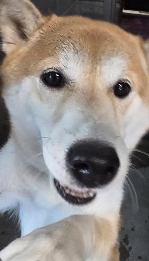 A2256120 - Shiba Inu available for adoption