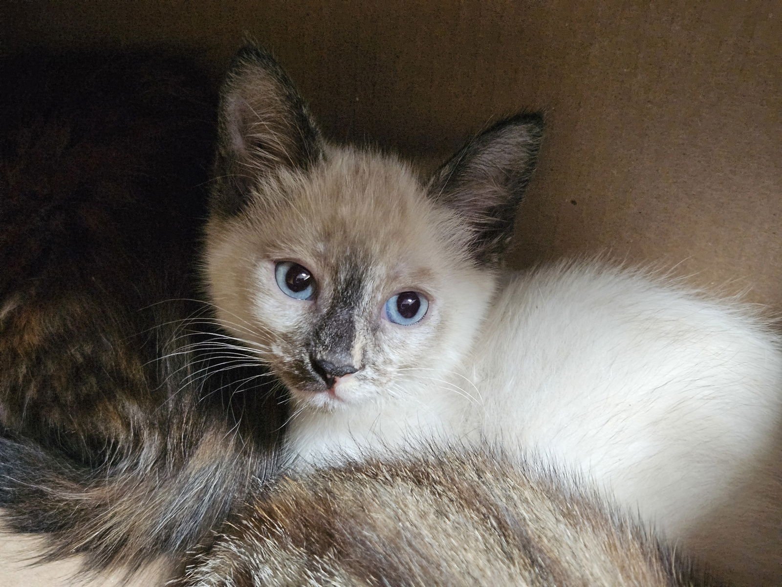 CORNFLAKE - Domestic Short Hair available for adoption