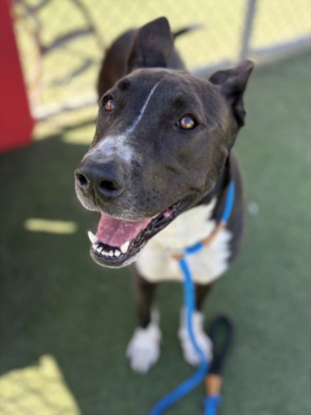 UHURA - Labrador Retriever available for adoption