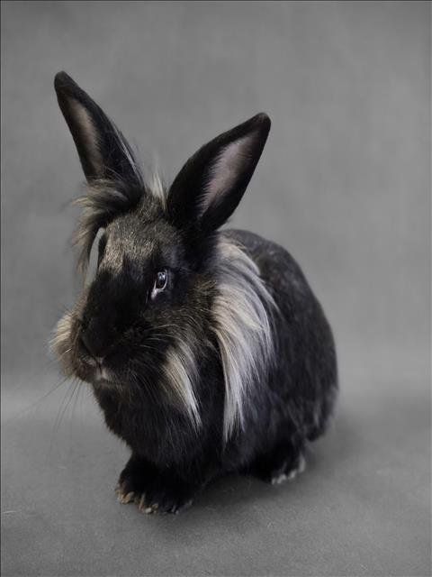 BUSBOY - Shorthaired Rabbit available for adoption