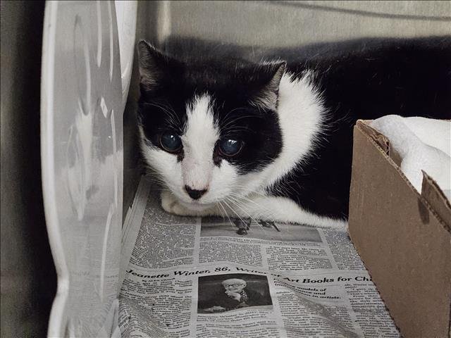 TUX - Domestic Medium Hair available for adoption