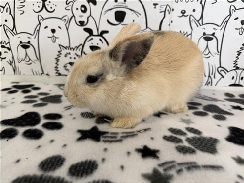 CINNABUN - American available for adoption