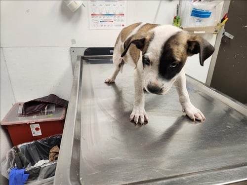 AZALEA - Staffordshire Bull Terrier available for adoption