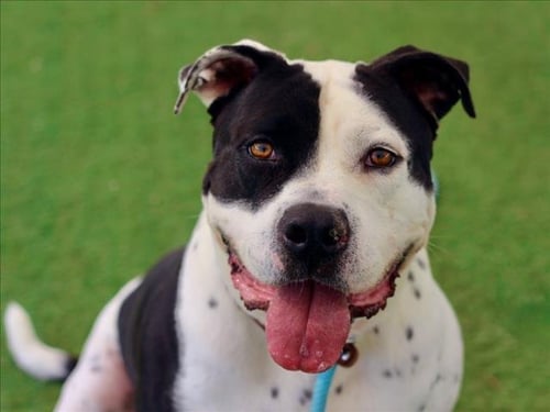 CHARLES - Pit Bull Terrier available for adoption