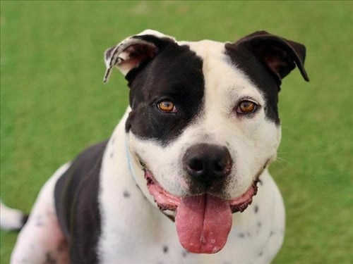 CHARLES - Pit Bull Terrier available for adoption