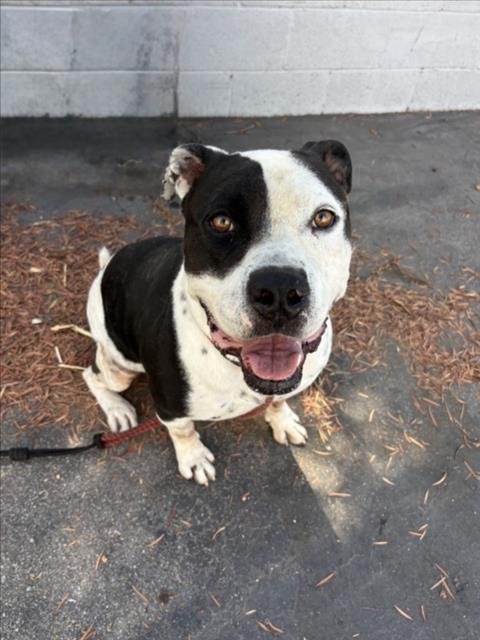 CHARLES - Pit Bull Terrier available for adoption