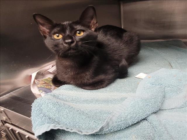 KEVIN - Domestic Short Hair available for adoption