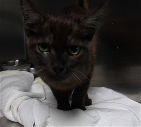 LYCAN - Domestic Short Hair available for adoption