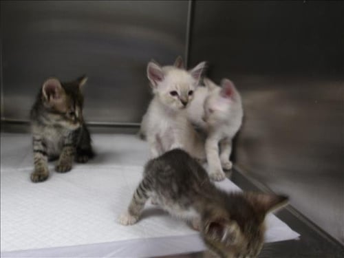A2290201 - Domestic Short Hair available for adoption