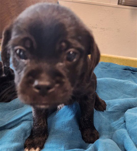 BEAR - Pug / Maltese available for adoption