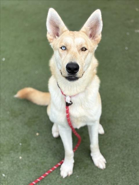 LAVERNE - German Shepherd Dog available for adoption
