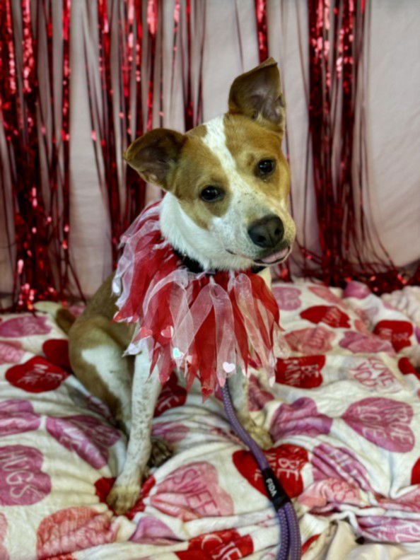 BINDI - Australian Cattle Dog/Blue Heeler available for adoption