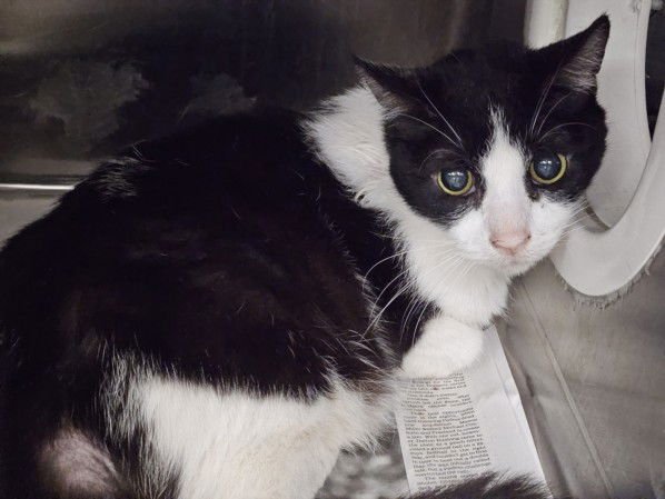 TRIX - Domestic Medium Hair available for adoption