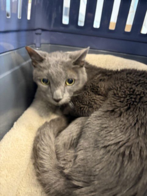 FELIX - Domestic Short Hair available for adoption