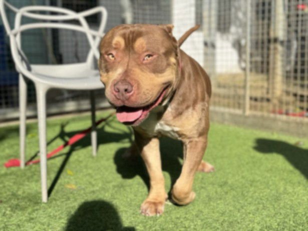 MAX - Pit Bull Terrier available for adoption