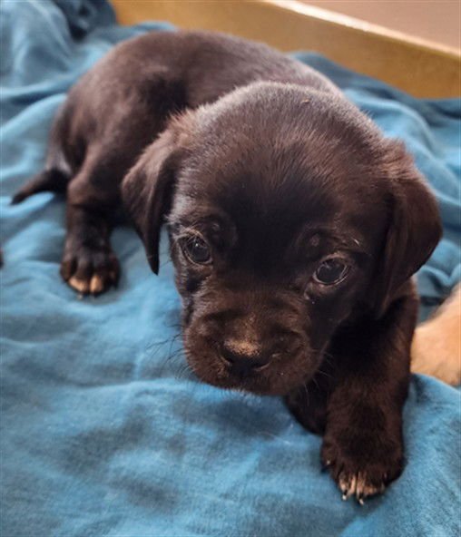 OREO - Pug / Maltese available for adoption