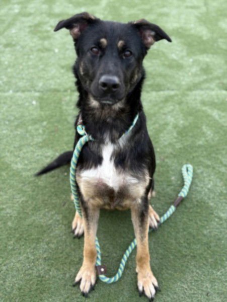 BELLA - Labrador Retriever available for adoption