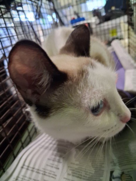 BEARA - Siamese available for adoption