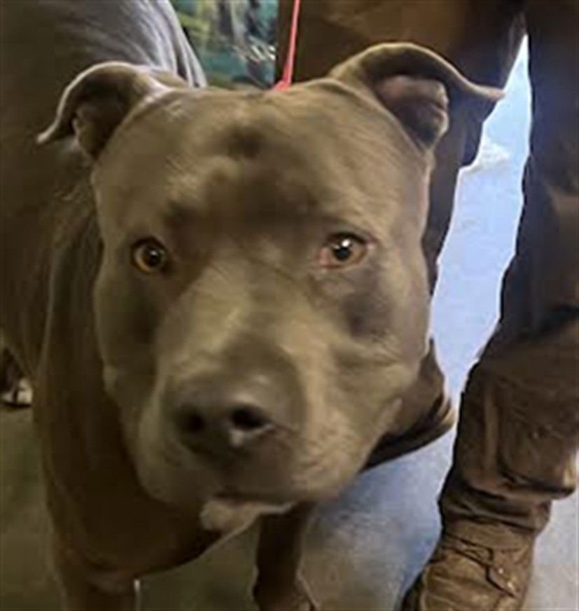 TUSKIN - American Pit Bull Terrier available for adoption